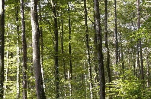 Photo de foret française